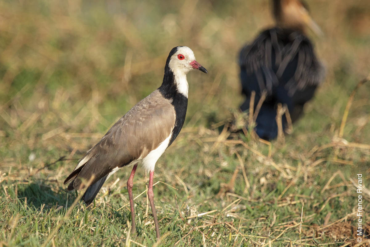 Long-toed lapwing (vanneau à ailes blanches) along Kwando River by Marie-France and Denis Rivard ©